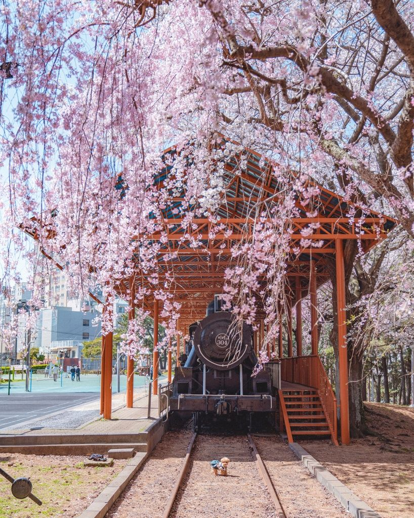 제주도 벚꽃 개화 시기
